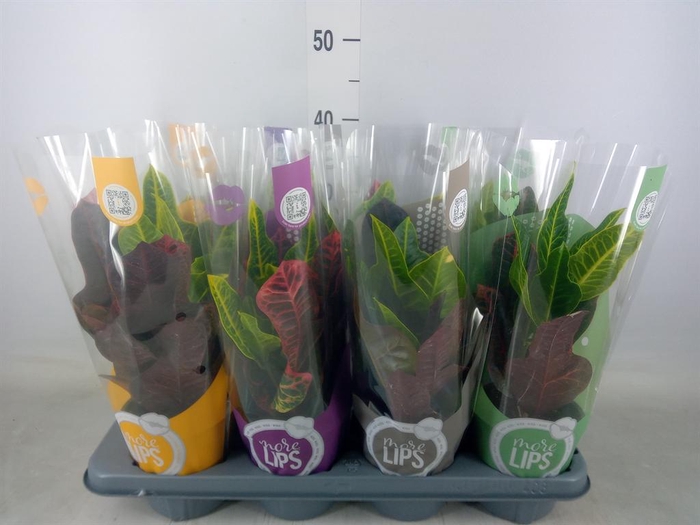 <h4>Codiaeum var. GR 'Excellent'</h4>