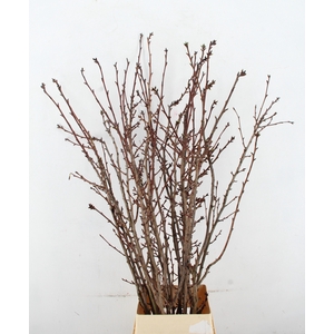 PRUNUS X SERRULATA PER STEM 150CM