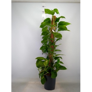 Epipremnum pinn.   ...moss stick