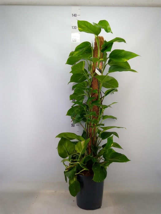 <h4>Epipremnum pinn.   ...moss stick</h4>