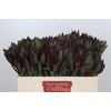 Leucadendron Saf Sunset Dark Red