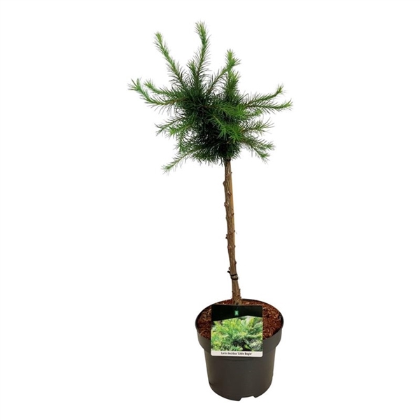 <h4>Larix decidua 'Little Bogle'</h4>