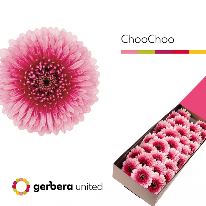 <h4>Germini Pomponi Choochoo Doos</h4>