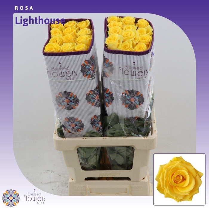 <h4>Rosa gr Lighthouse</h4>