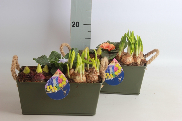 <h4>ARR BOL KNOLGEWAS</h4>