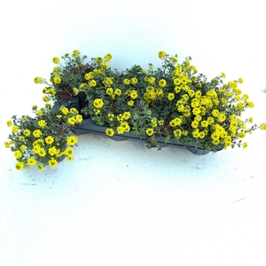 ALYS MONTANUM