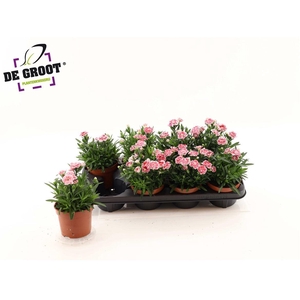 Dianthus Oscar White And Red