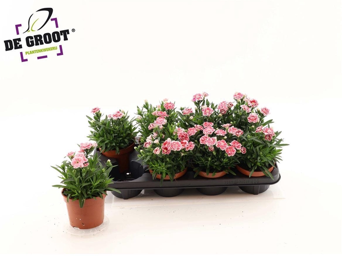 <h4>Dianthus Oscar White And Red</h4>