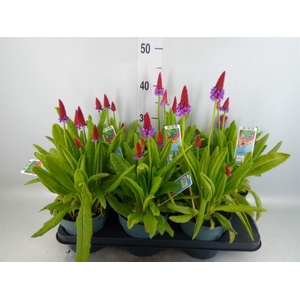 Primula vialii