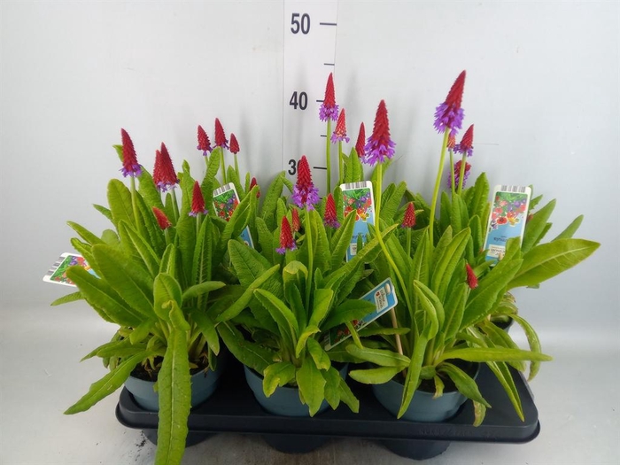 <h4>Primula vialii</h4>