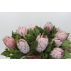 Protea Cynaroides