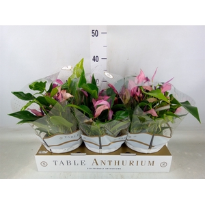 Anthurium  'Zizou'