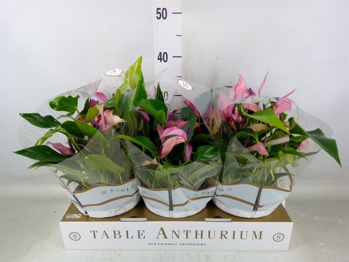 <h4>Anthurium  'Zizou'</h4>