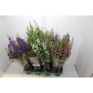 ANGELONIA P14 VARIADO