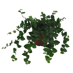 FICUS PUMILA p11