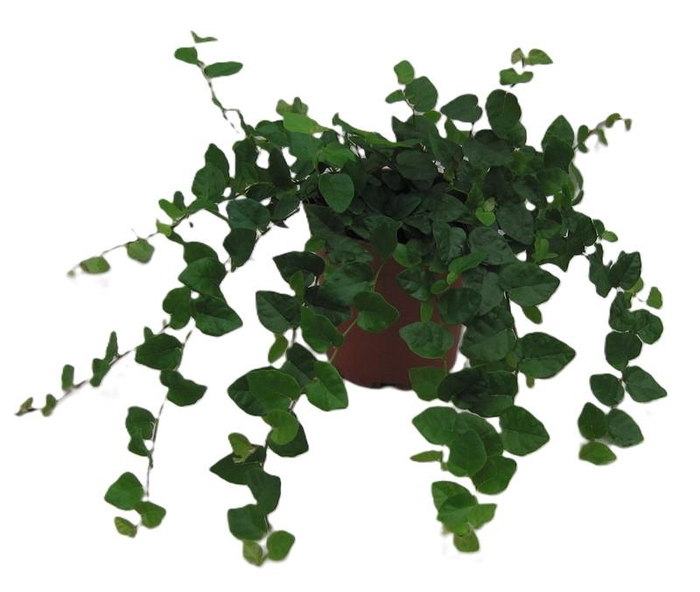 <h4>FICUS PUMILA p11</h4>
