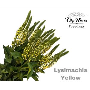 Lysimachia Yellow