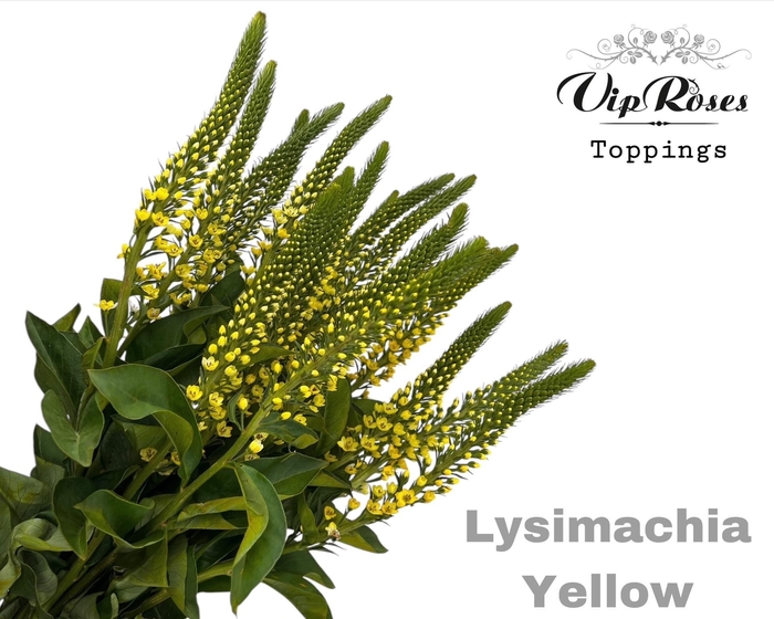 <h4>LYSIMACHIA YELLOW</h4>