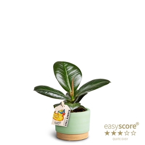 FICUS ELASTICA P7 SOFIA WB MATCHA