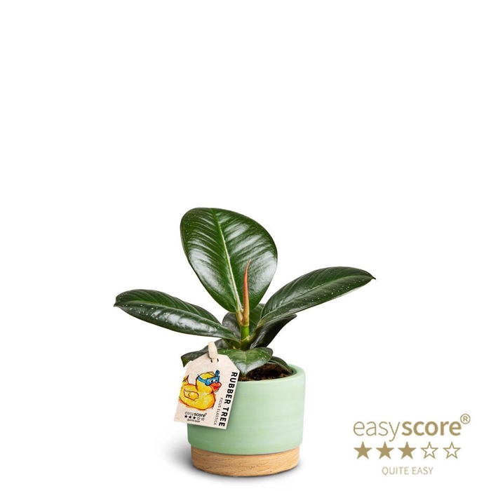 <h4>FICUS ELASTICA</h4>