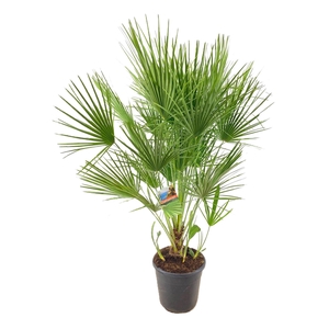 Chamaerops humilis