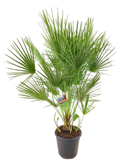<h4>Chamaerops Humilis</h4>