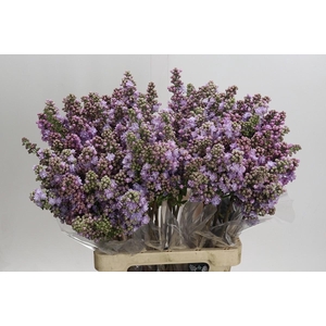 Syringa vulgaris 'Michel Buchner'