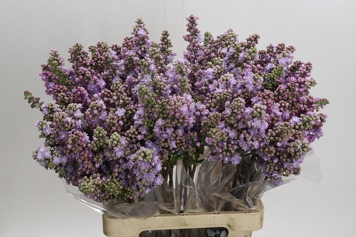 <h4>Syringa vulgaris 'Michel Buchner'</h4>