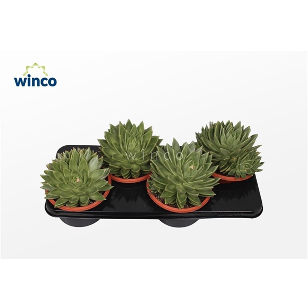 <h4>Echeveria Miranda</h4>