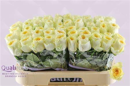 <h4>R GR BUTTERCUP</h4>