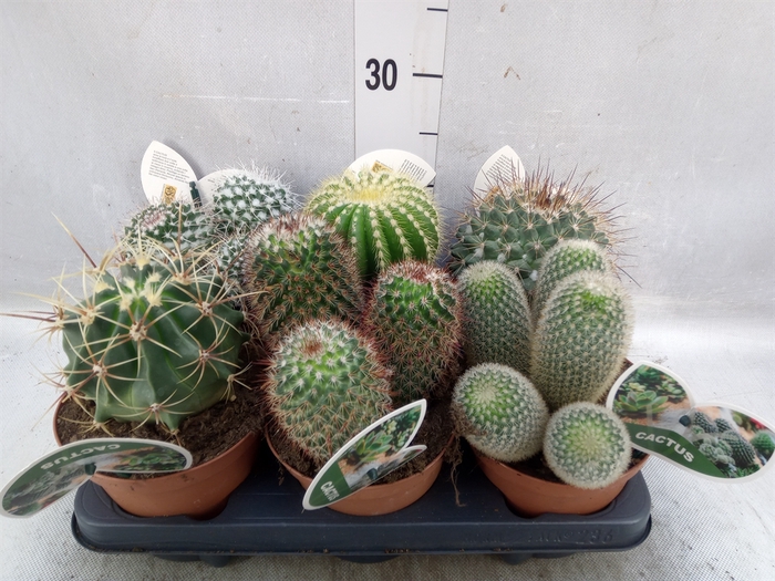 <h4>Cactus   ...mix</h4>