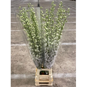 Delph El Dewi Rocket