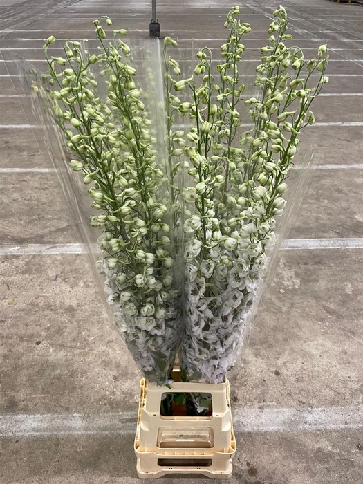 <h4>Delph El Dewi Rocket</h4>