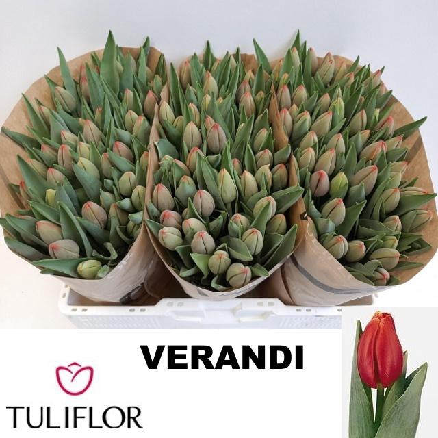 <h4>TU EN VERANDI</h4>