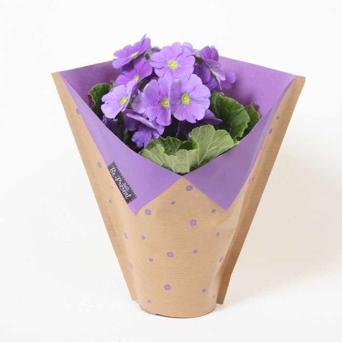 <h4>PRIM OB TM D BLUE</h4>