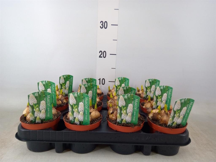 <h4>Muscari  'Magic White'</h4>