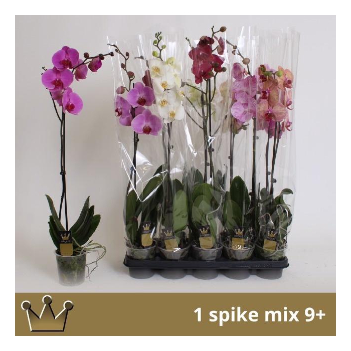 <h4>PHAL GEM 7 KL</h4>