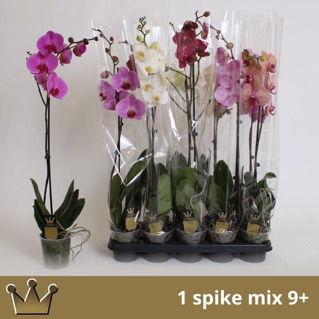 <h4>PHAL GEM 7 KL</h4>