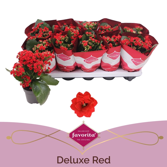Kalanchoe gevuld Perfecta Red