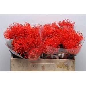 Nutans paint red