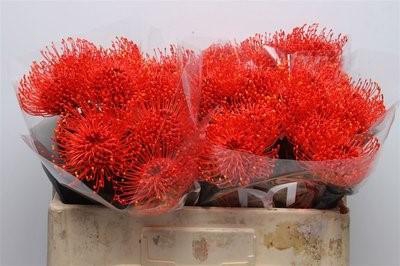 <h4>Nutans paint red</h4>
