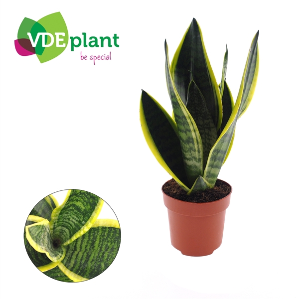 <h4>Sansevieria Futura Superba</h4>