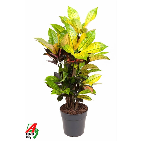 <h4>Codiaeum Mrs Iceton vertakt P19</h4>