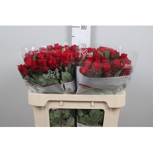 R Gr Red Torch