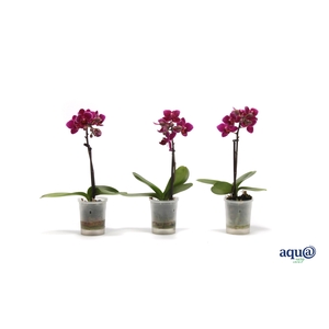 Phal Tiny Dolls Purple Princess 1T7+ Aqu@