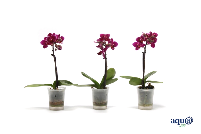<h4>Phal Tiny Dolls Paars 1T7+ Aqu@</h4>