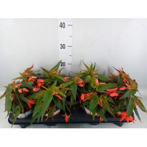 Begonia boliv. 'Angel Orange'