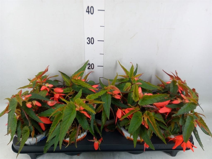 <h4>Begonia boliv. 'Angel Orange'</h4>