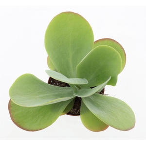Kalanchoe NF thyrsiflora 'Red Lips'