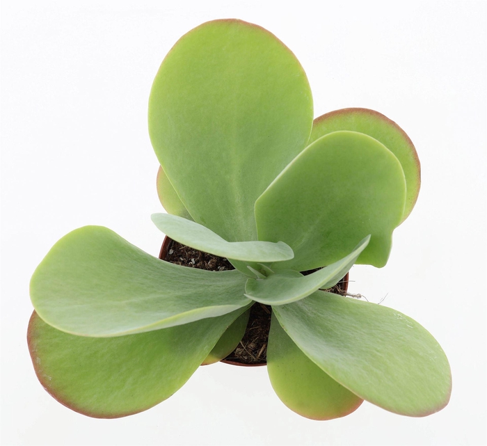 <h4>Kalanchoe NF thyrsiflora 'Red Lips'</h4>